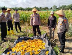 Polres Bangka Bersama Polsek Riau Silip Panen Jagung Kuartal IV, Dukung Program Swasembada Pangan
